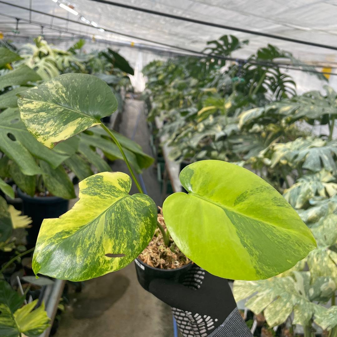 R11 モンステラ　イエローマリリン　黄斑入り