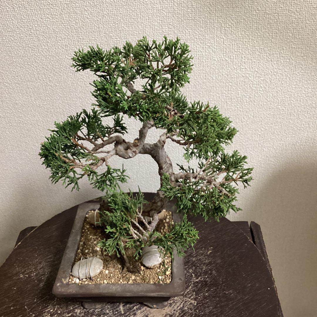 チャリティー出品　見る角度で姿を変える小品盆栽　糸井川真柏　作品名【変幻龍】