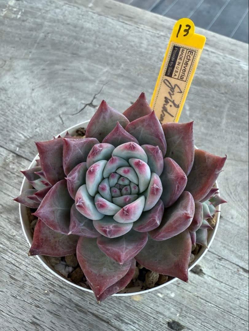 13 希少　SAMリンゼアナNo.6 カリフォルニア輸入　多肉植物