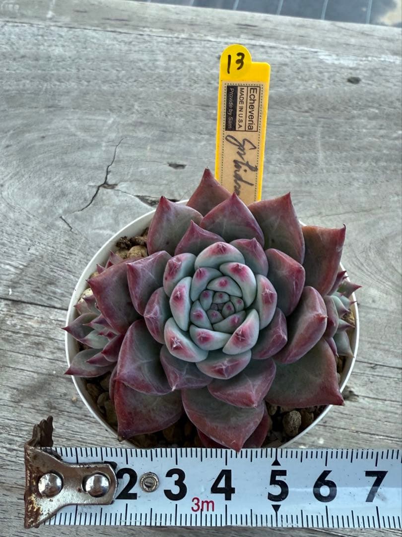 13 希少　SAMリンゼアナNo.6 カリフォルニア輸入　多肉植物