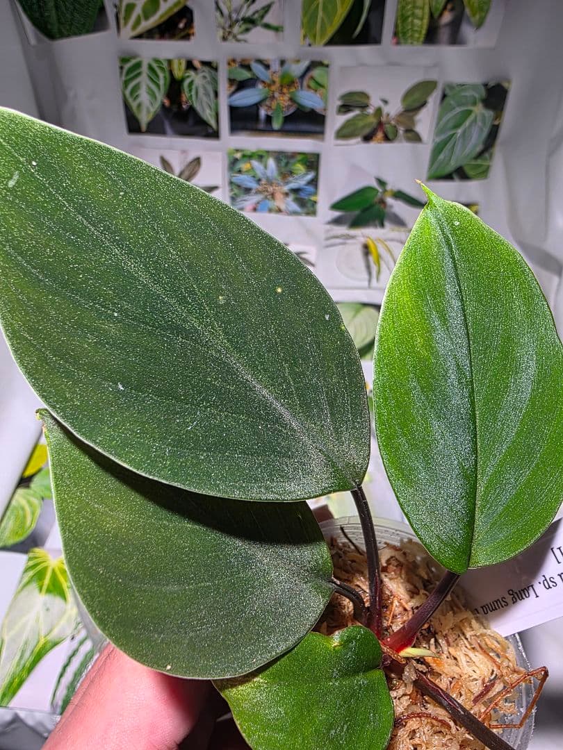 熱帯植物　ホマロメナsp. ランカット　スマトラ　ウタラ
