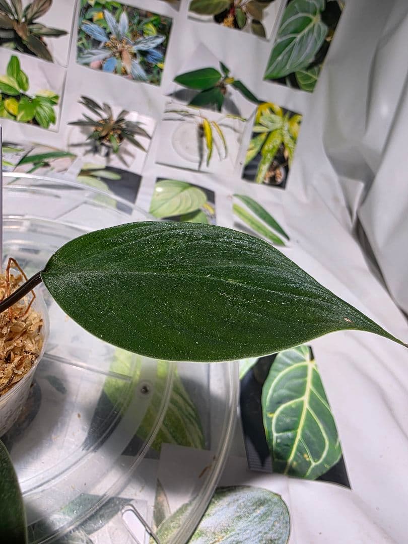 熱帯植物　ホマロメナsp. ランカット　スマトラ　ウタラ