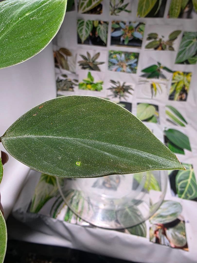 熱帯植物　ホマロメナsp. ランカット　スマトラ　ウタラ