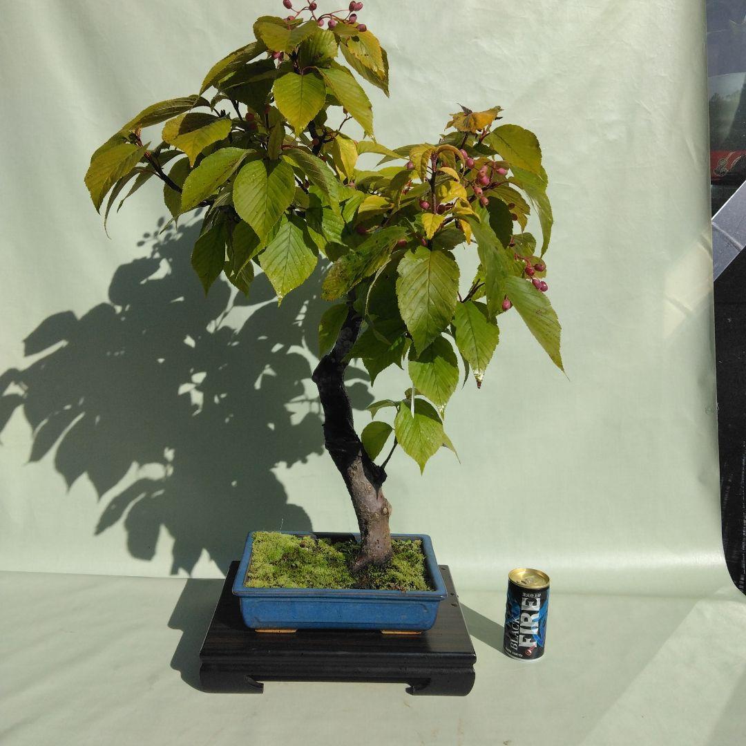 アズキ梨盆栽　実付き　珍品盆栽