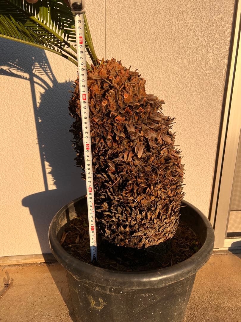 【幹周80cm／幹尺48cm】発根済み 極太ソテツ 鉢植え 希少サイズ
