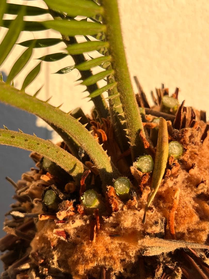 【幹周80cm／幹尺48cm】発根済み 極太ソテツ 鉢植え 希少サイズ