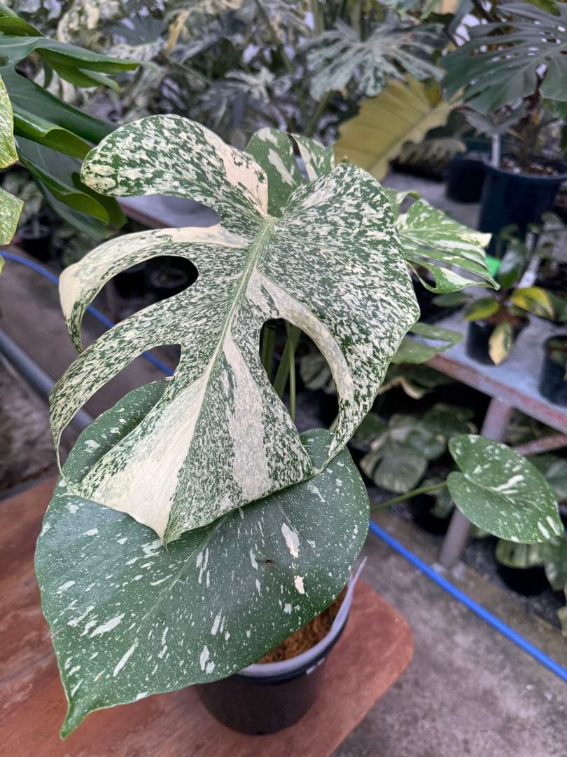 P*ぃ様 2モンステラ　タイコンステレーション　スターライト