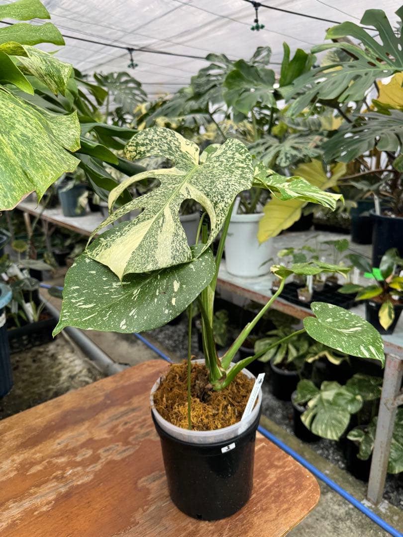 P*ぃ様 2モンステラ　タイコンステレーション　スターライト