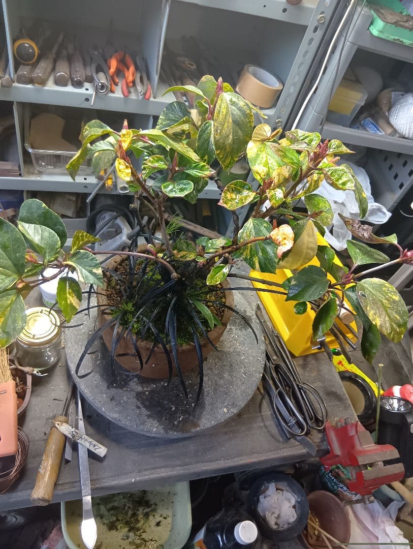 ハクサンボク（斑入り花芽付き）