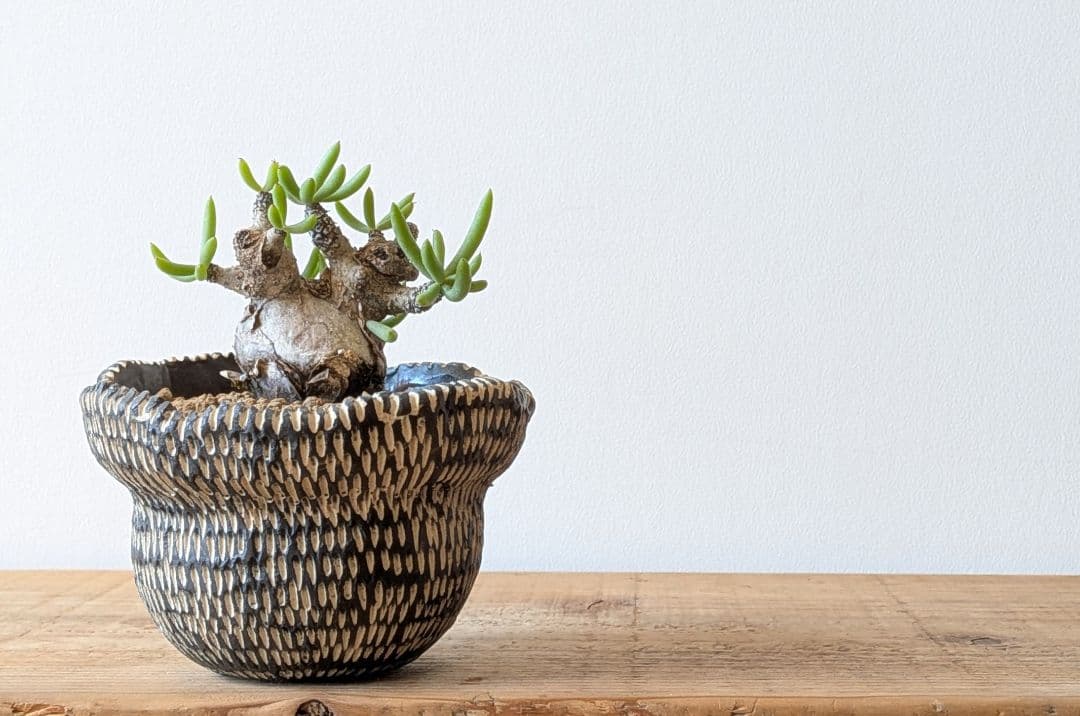 Ramat Planter #388 × チレコドン ペアルソニー
