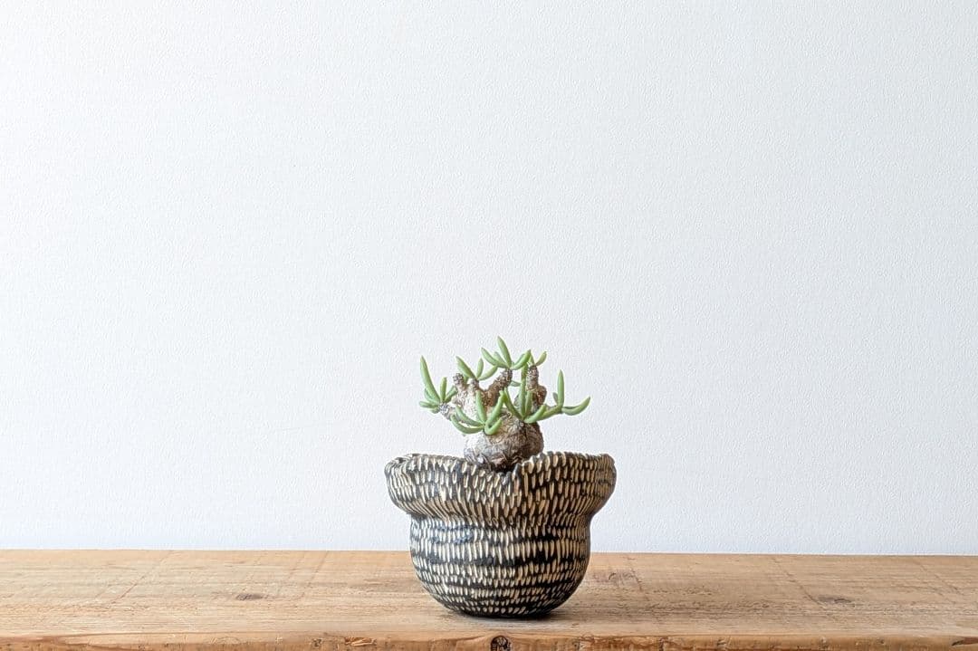 Ramat Planter #388 × チレコドン ペアルソニー