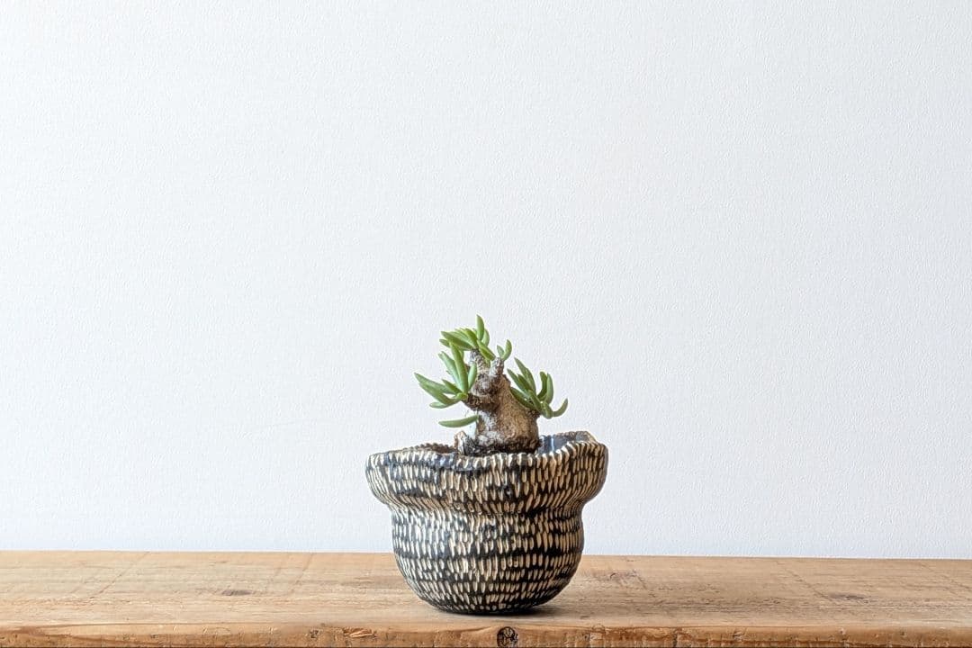 Ramat Planter #388 × チレコドン ペアルソニー
