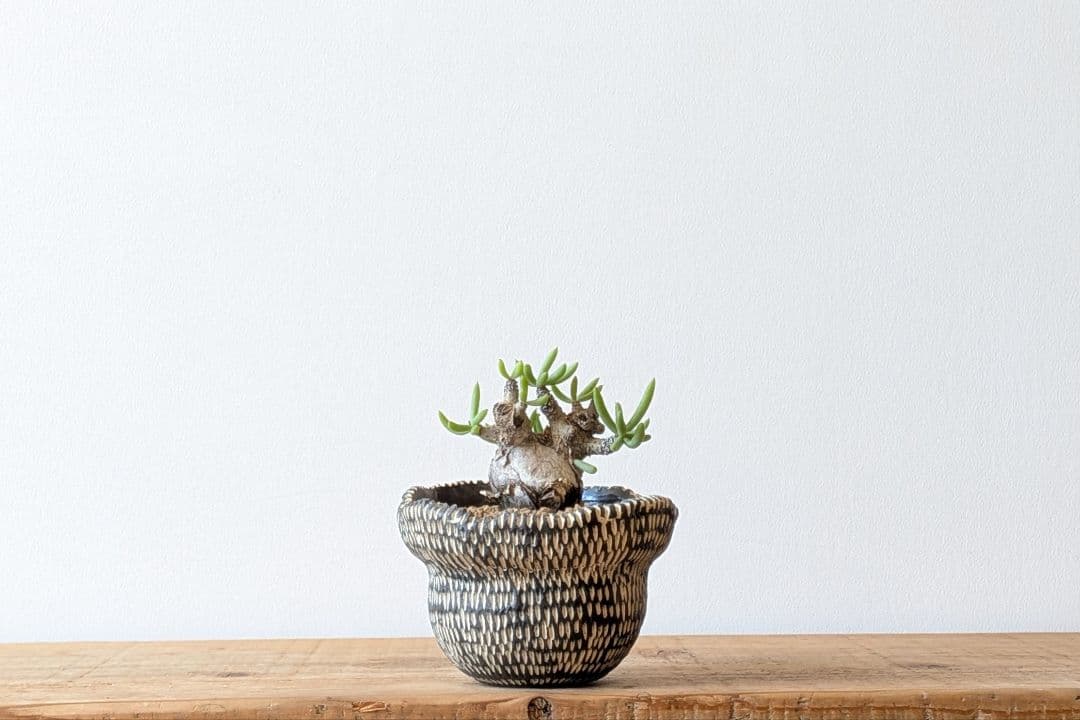 Ramat Planter #388 × チレコドン ペアルソニー