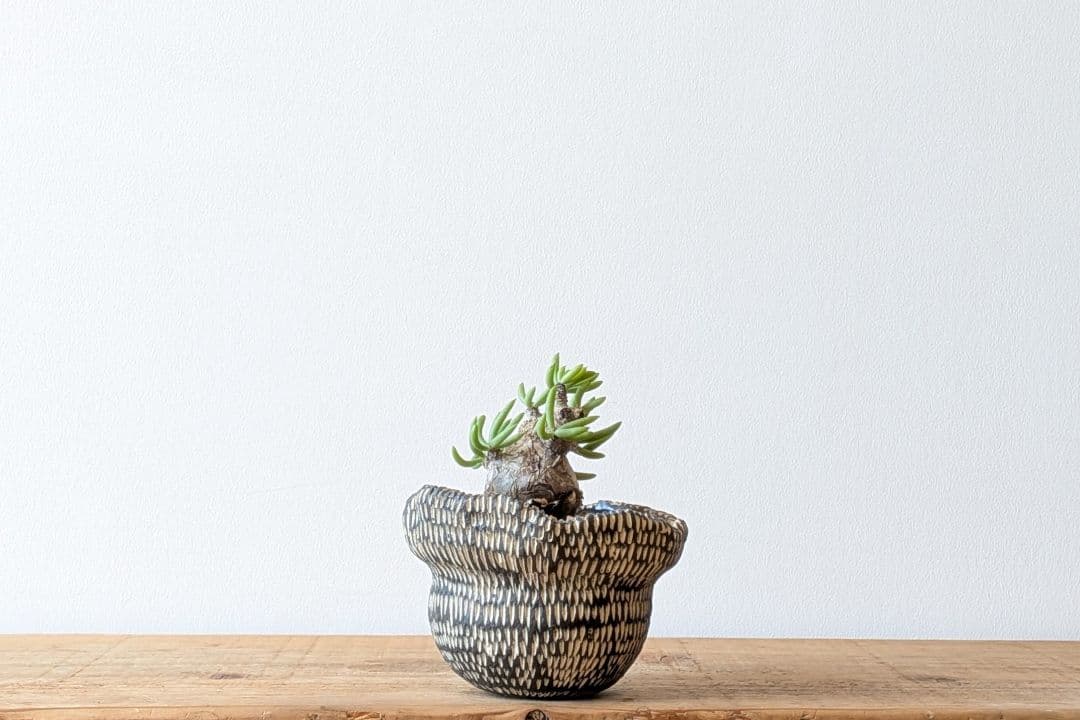 Ramat Planter #388 × チレコドン ペアルソニー