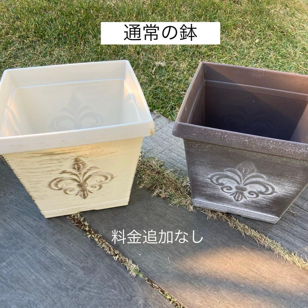 寄せ植えセット　ゆゆ様　ご注文　プティフール　ビオラ