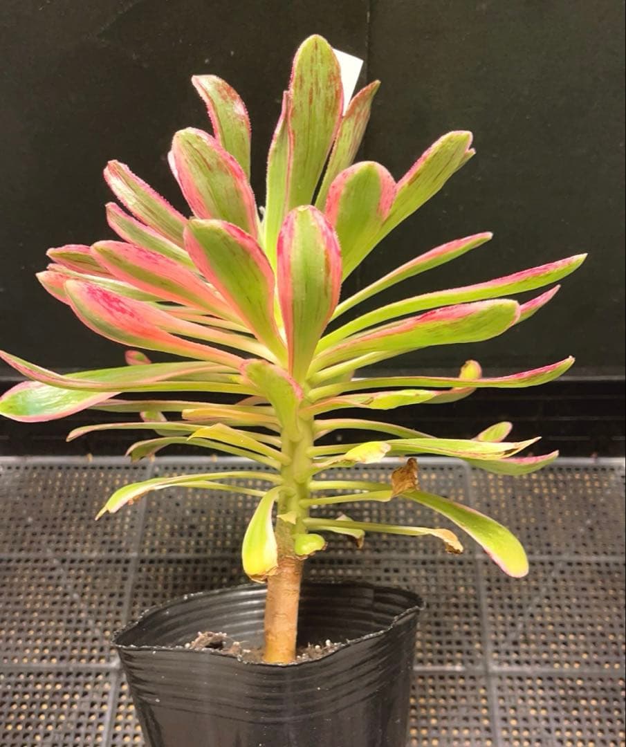 18#多肉植物❤️アエオニウム錦❤️ V錦錦❤️ 1大頭22cm拔き苗