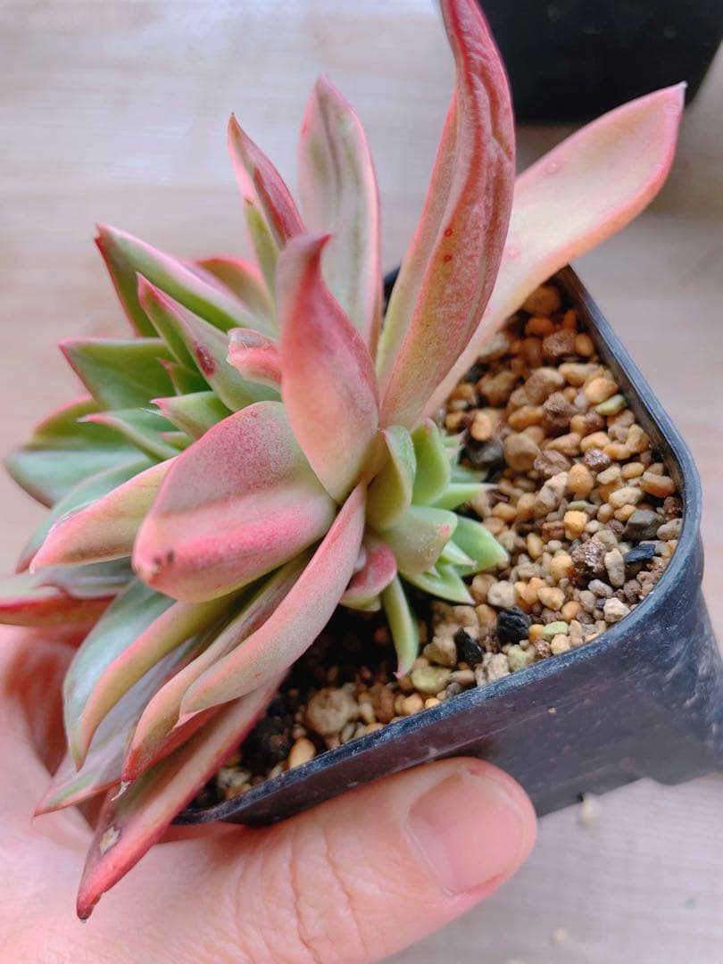 エケベリア Treasure Map錦　多肉植物 美斑入り