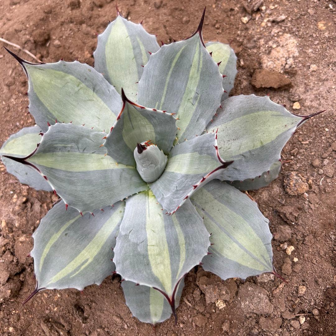 吉祥天錦　変わり斑