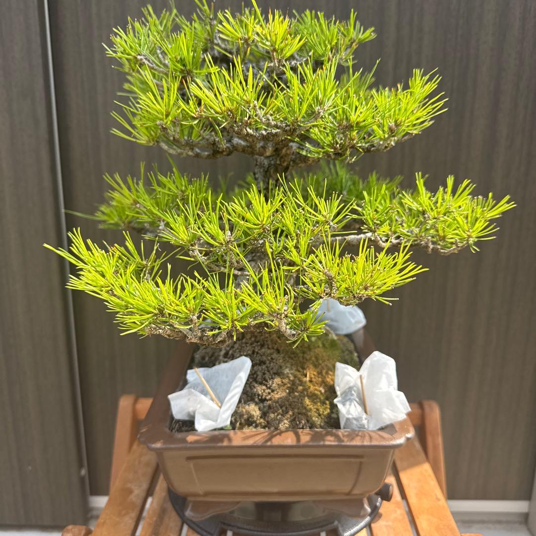 盆栽 黒松 中品盆栽 山採り