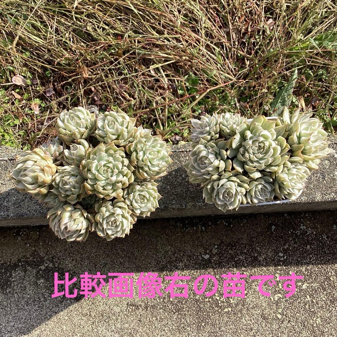 ハルビンゲリ錦　大苗　大群生　鉢ごと発送！
