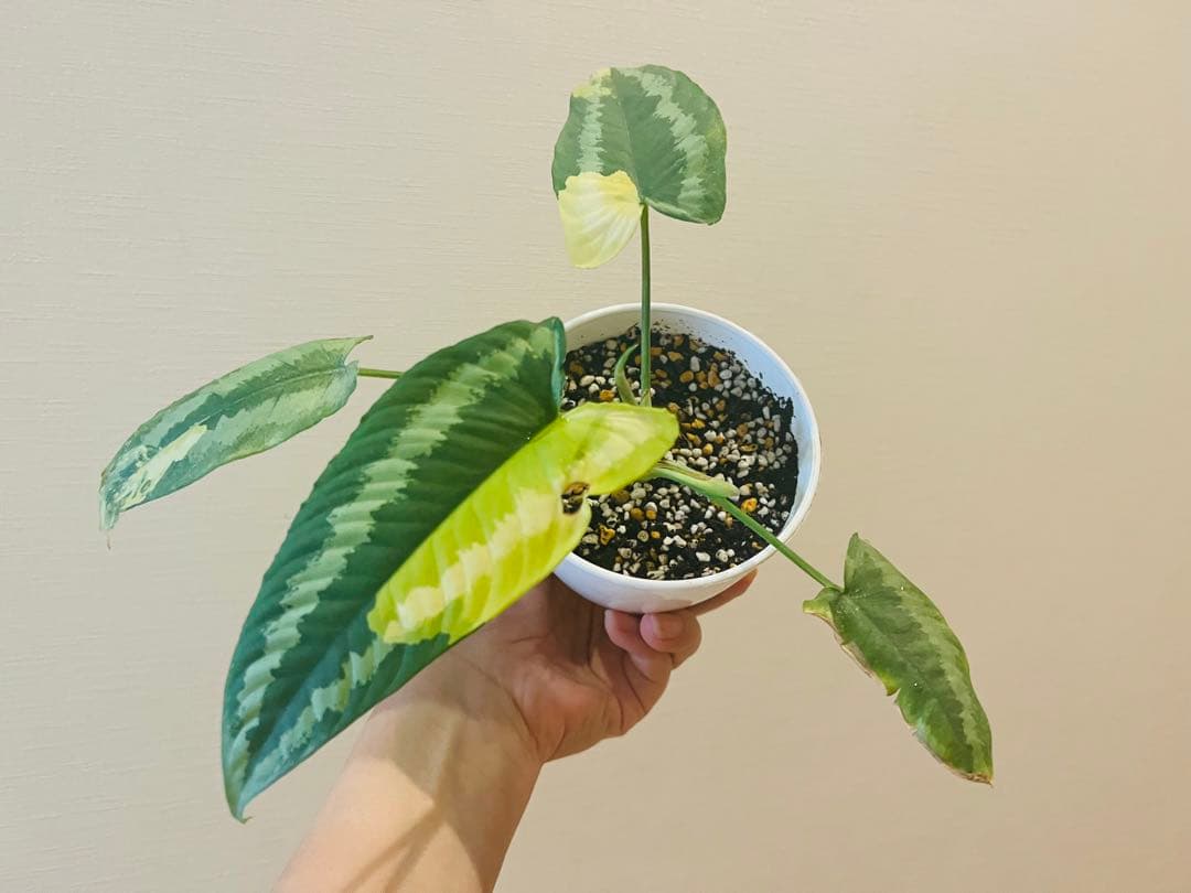 確認用　スキスマトグロッティスワリシー　斑入り