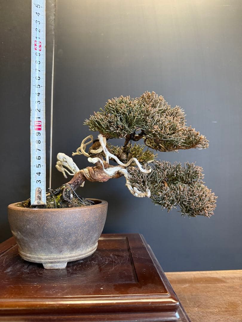 真柏盆栽　小品盆栽捻転舎利即戦力