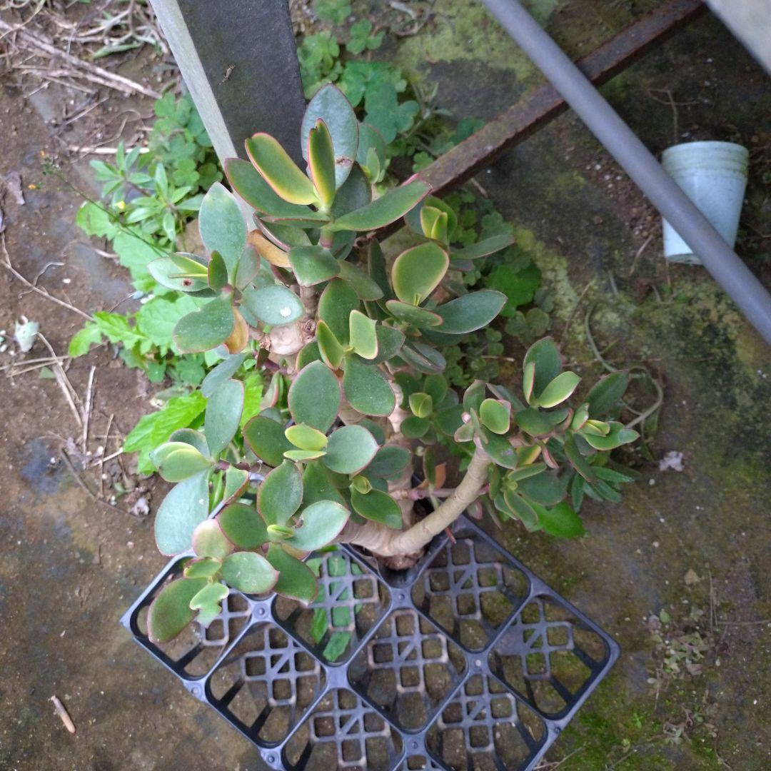 多肉植物　金のなる木　黄金姫花月？　かなり超特大苗　抜き苗　古株年代物
