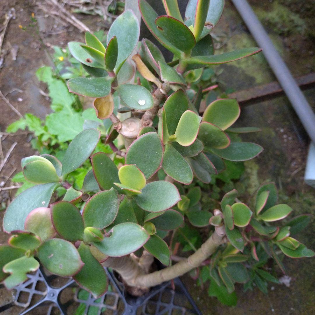 多肉植物　金のなる木　黄金姫花月？　かなり超特大苗　抜き苗　古株年代物