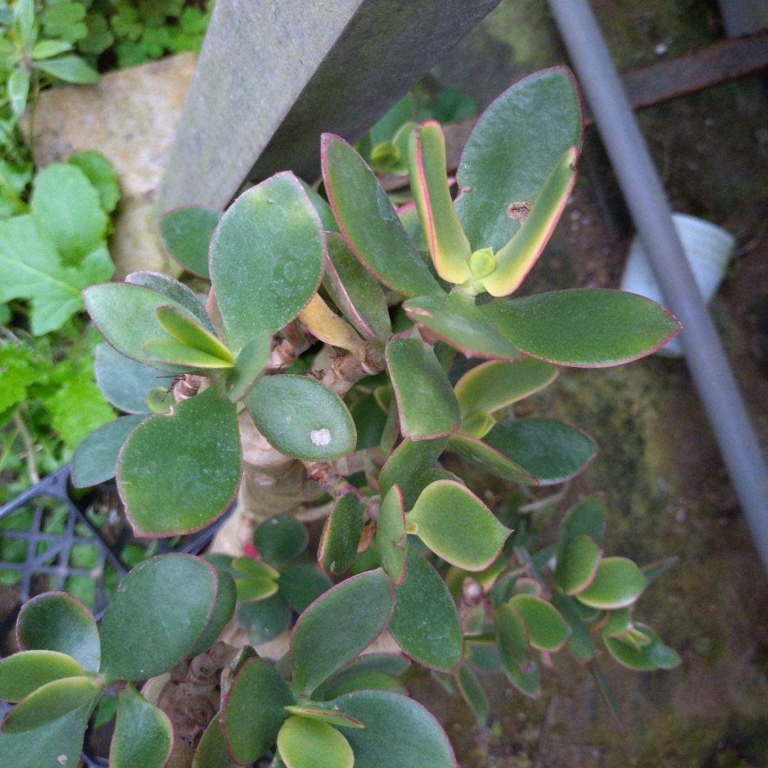 多肉植物　金のなる木　黄金姫花月？　かなり超特大苗　抜き苗　古株年代物