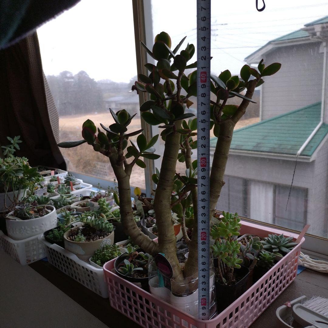 多肉植物　金のなる木　黄金姫花月？　かなり超特大苗　抜き苗　古株年代物