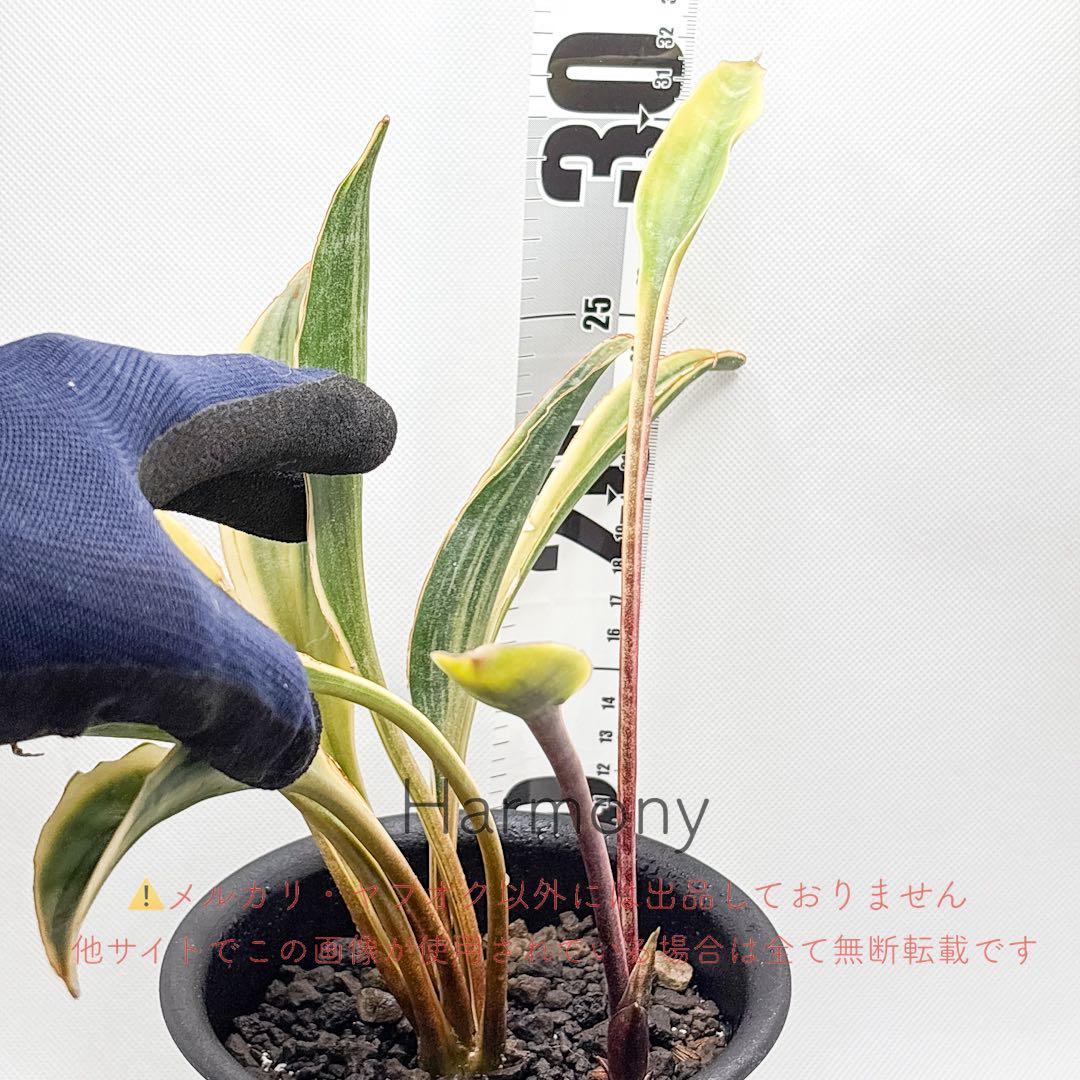 サンスベリア サドワラ 斑入り 子株 サンセベリア sansevieria