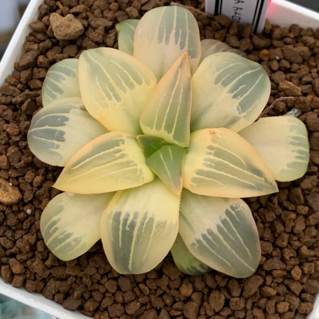 多肉植物 ハオルチア アトロフスカ錦糊斑