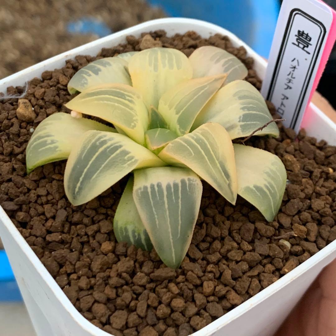 多肉植物 ハオルチア アトロフスカ錦糊斑