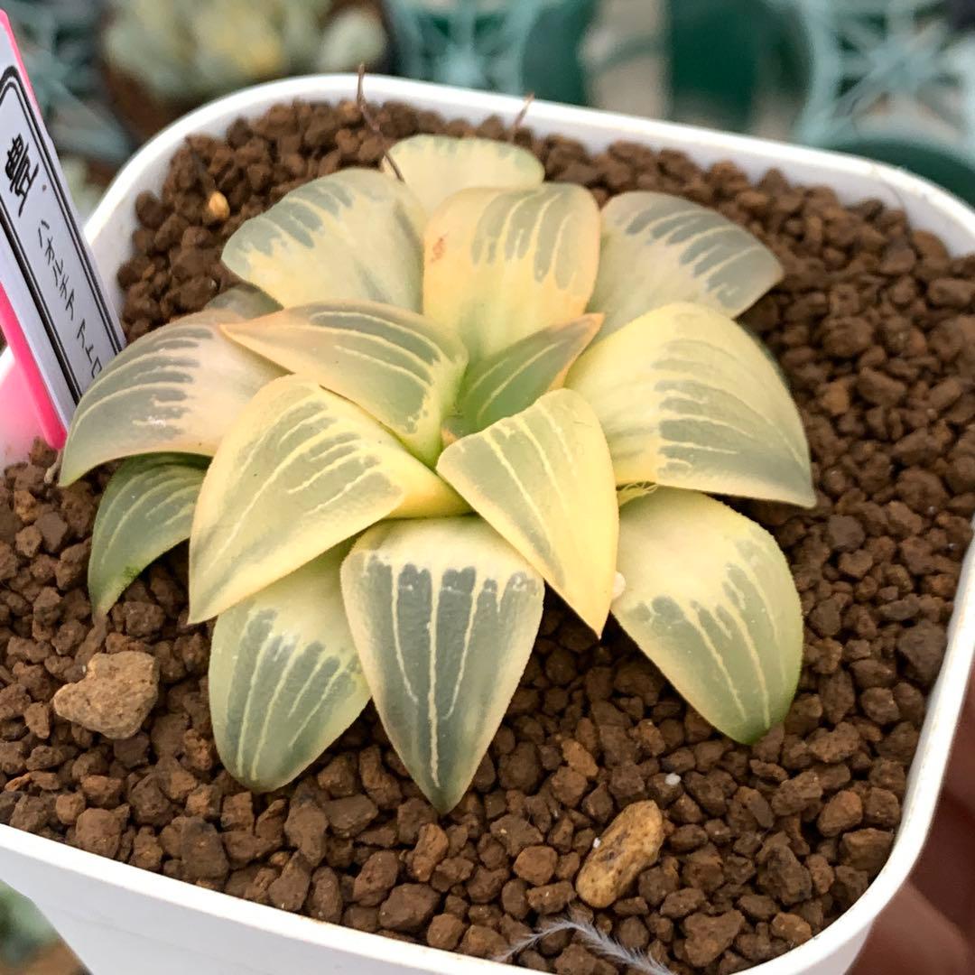 多肉植物 ハオルチア アトロフスカ錦糊斑