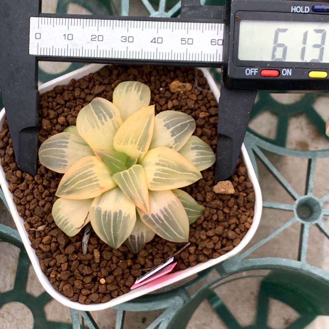多肉植物 ハオルチア アトロフスカ錦糊斑
