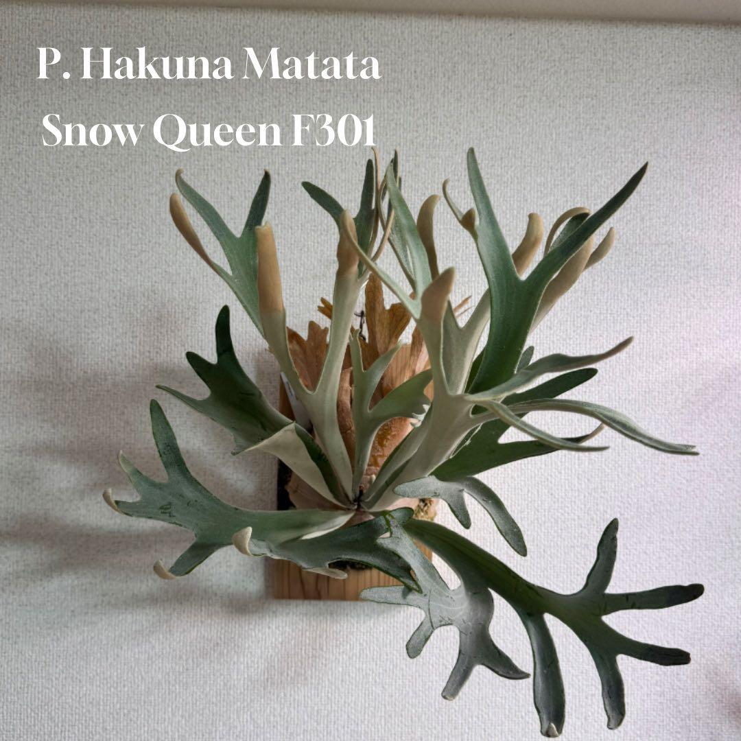 P. Hakuna Matata ハクナマタタ　ビカクシダ F301 OC
