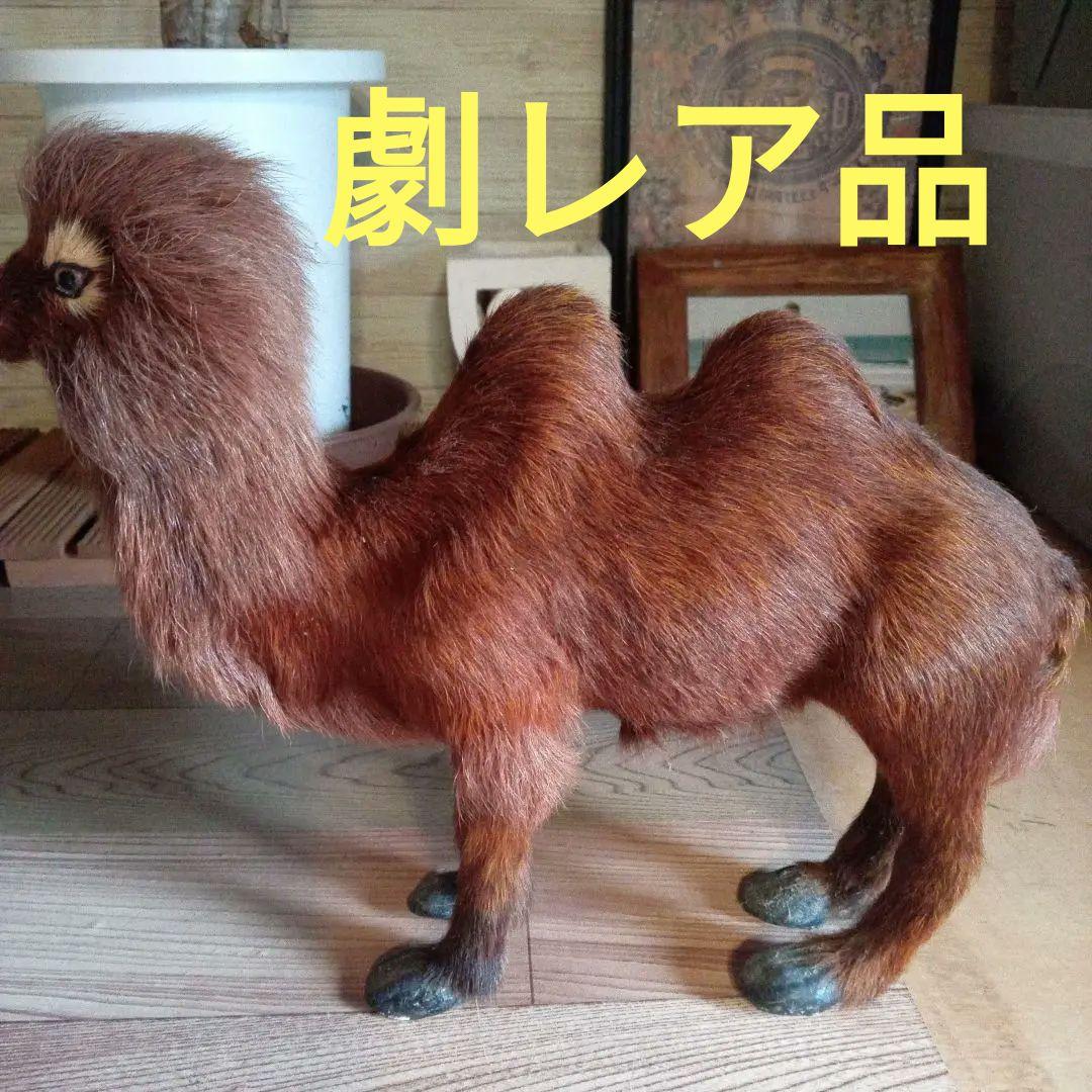 らくだミニ剥製