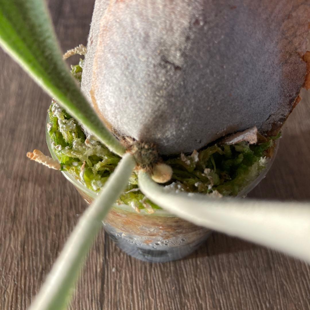 ビカクシダ ベイチー P.veitchii wild Australia