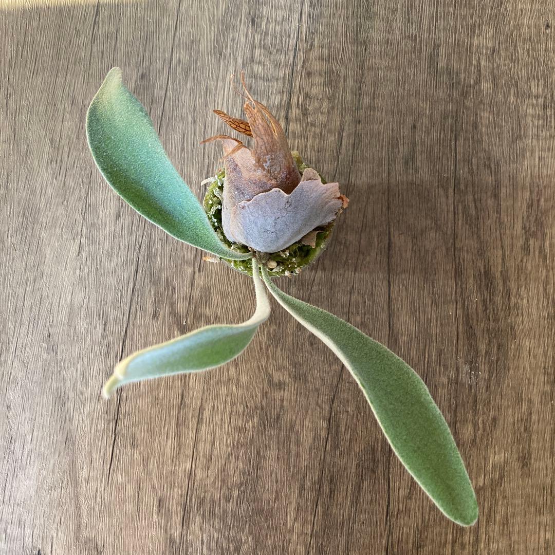 ビカクシダ ベイチー P.veitchii wild Australia