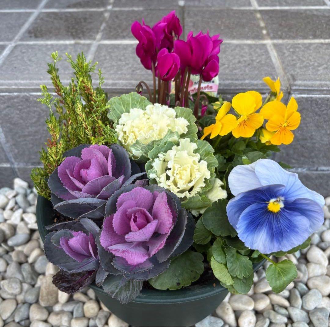 ☆新春の寄せ植え☆長く楽しむ☆寄せ植え☆３鉢セット☆