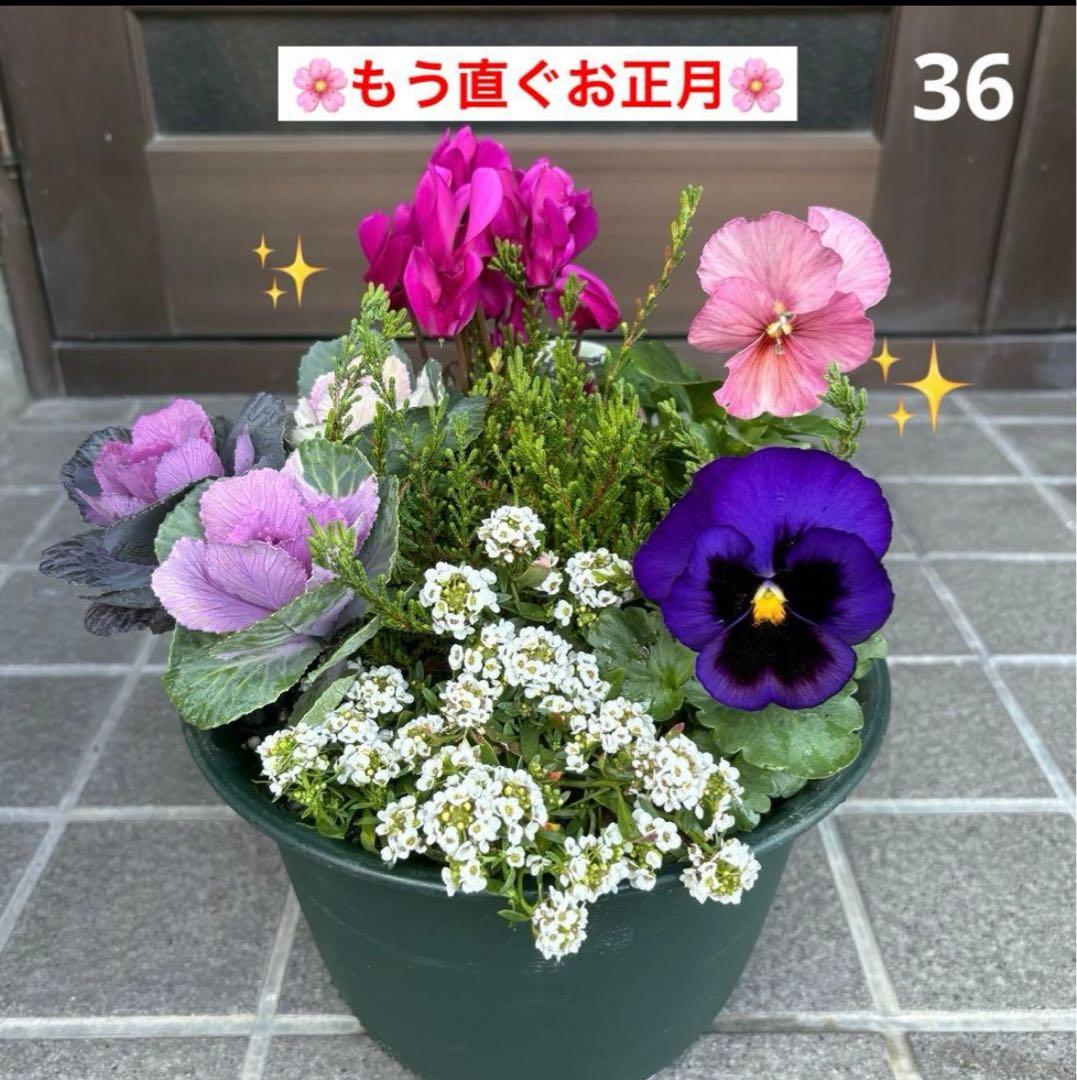 ☆新春の寄せ植え☆長く楽しむ☆寄せ植え☆３鉢セット☆