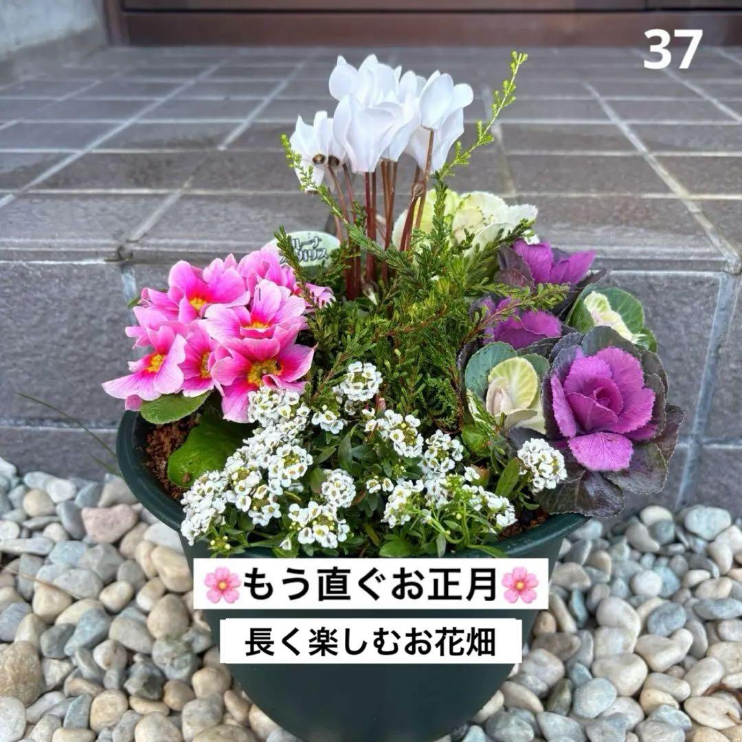 ☆新春の寄せ植え☆長く楽しむ☆寄せ植え☆３鉢セット☆