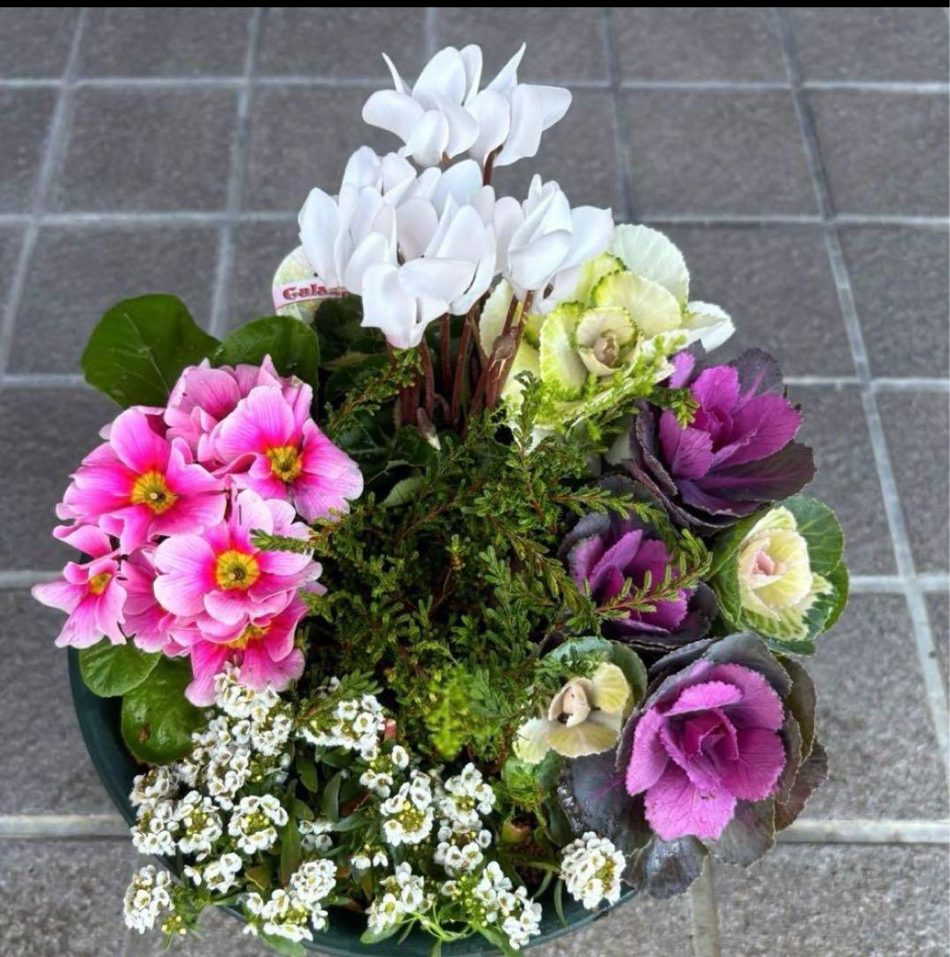☆新春の寄せ植え☆長く楽しむ☆寄せ植え☆３鉢セット☆
