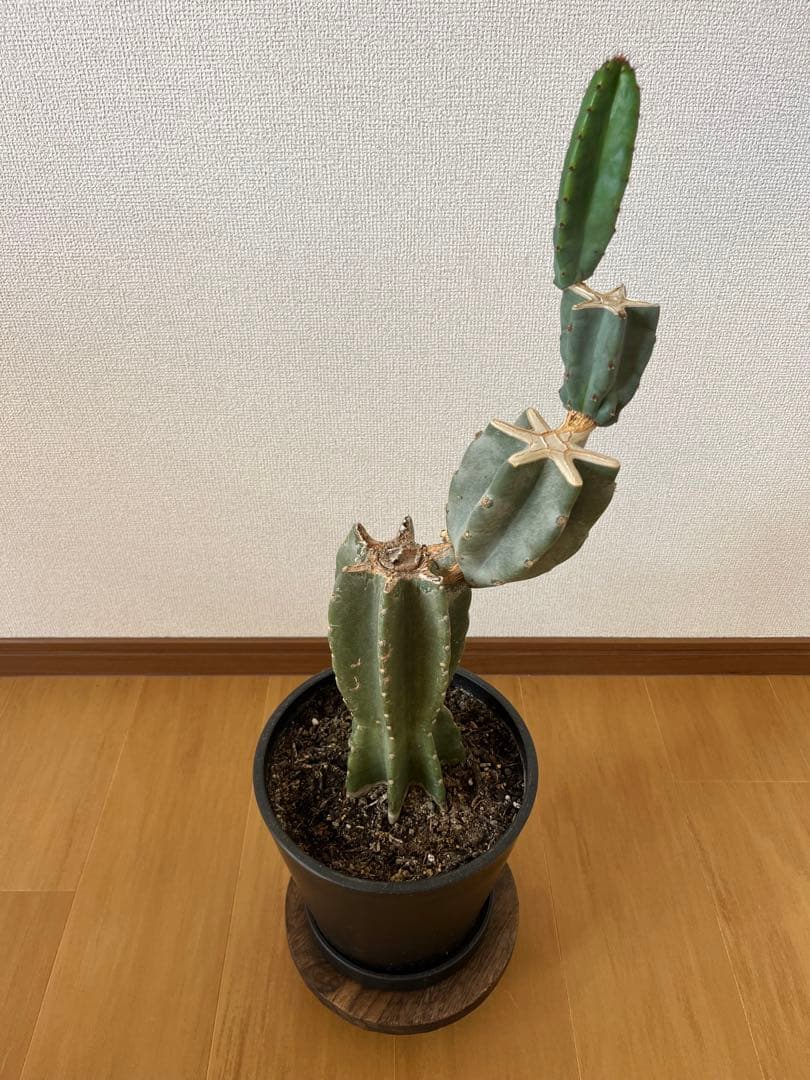 柱サボテン　鬼面閣　ブランチ
