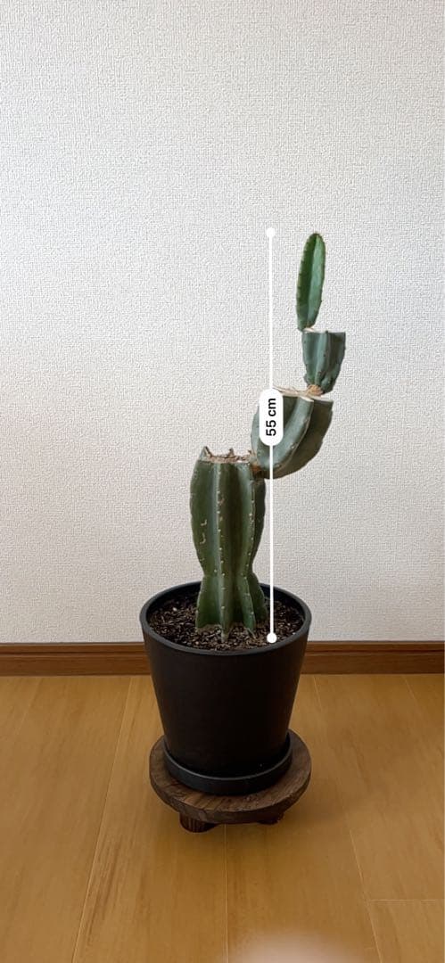 柱サボテン　鬼面閣　ブランチ