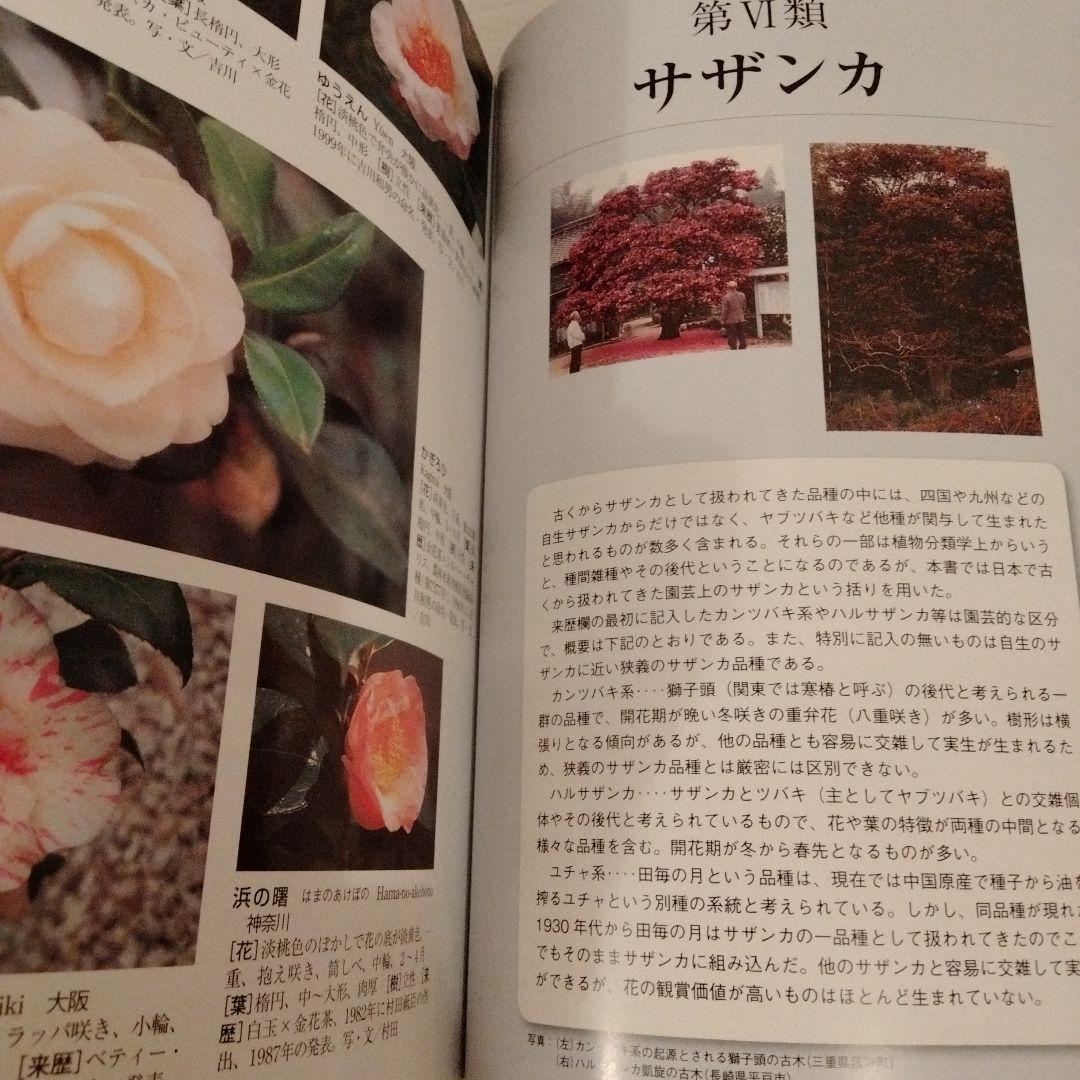 最新日本ツバキ図鑑　椿　サザンカ　貴重
