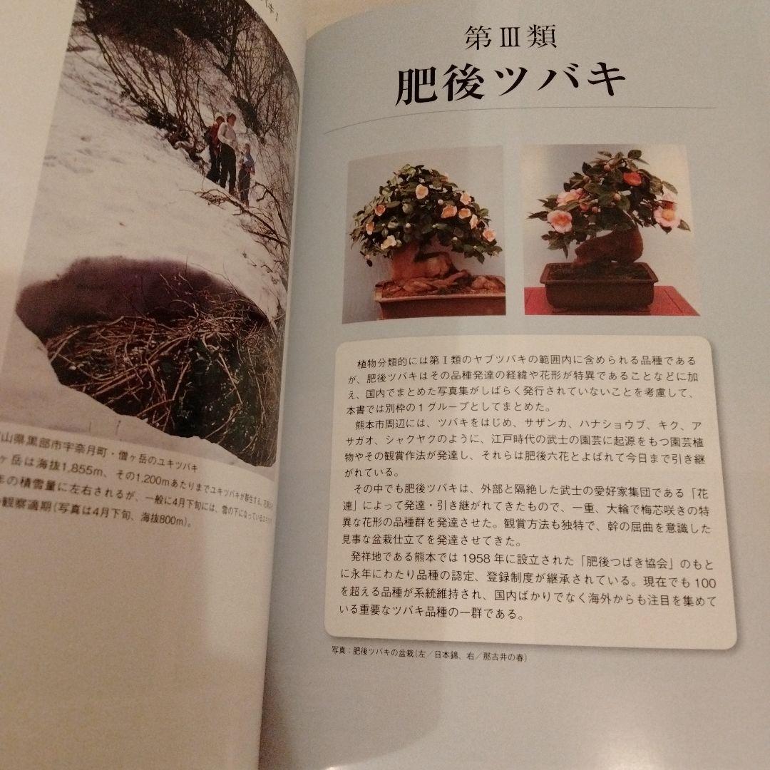 最新日本ツバキ図鑑　椿　サザンカ　貴重