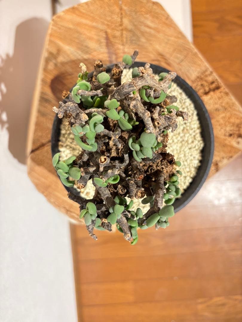 良型　発根済　ケラリア　ピグマエア　塊根植物