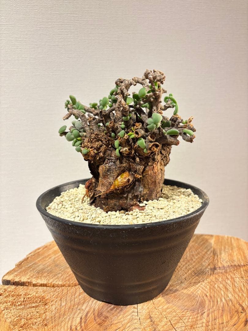 良型　発根済　ケラリア　ピグマエア　塊根植物