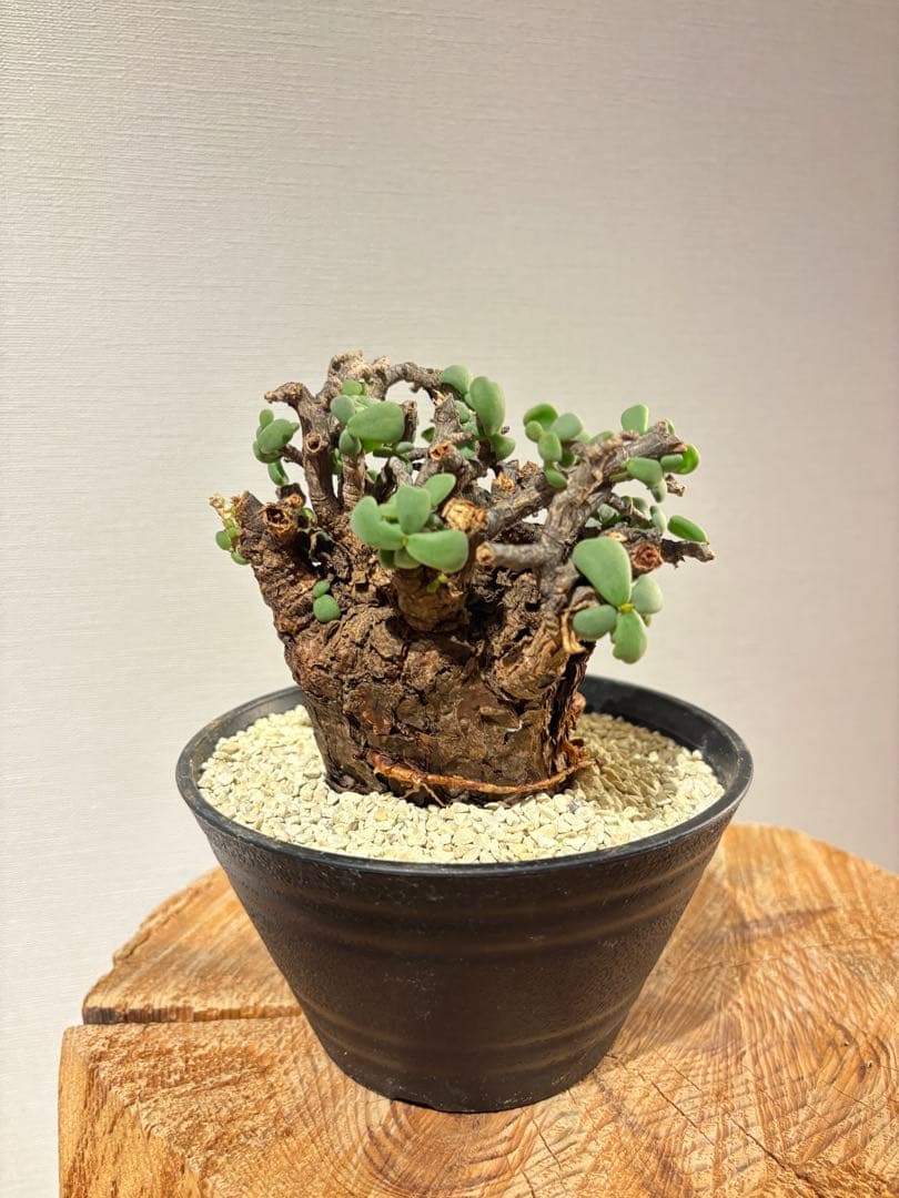 良型　発根済　ケラリア　ピグマエア　塊根植物